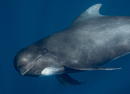 head-long-finned-pilot-whale
